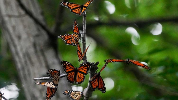 Monarch butterflies wintering in Mexico rebound this year