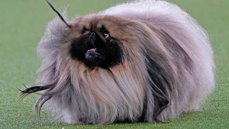 Top dog! Wasabi the Pekingese wins Best in Show at Westminster