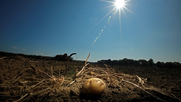 Potato resistant to climate change being researched