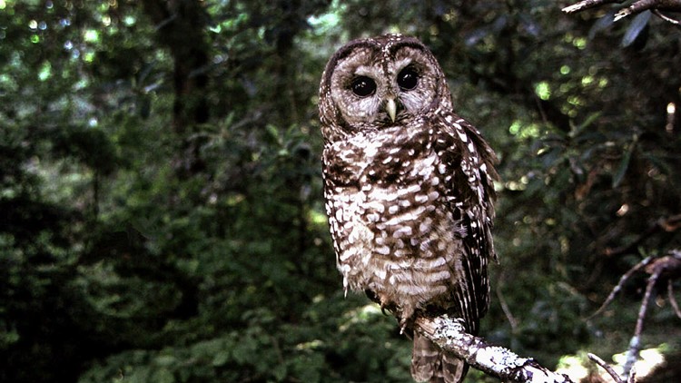 Biden administration reverses Trump endangered species rule Biden administration reverses Trump endangered species rule