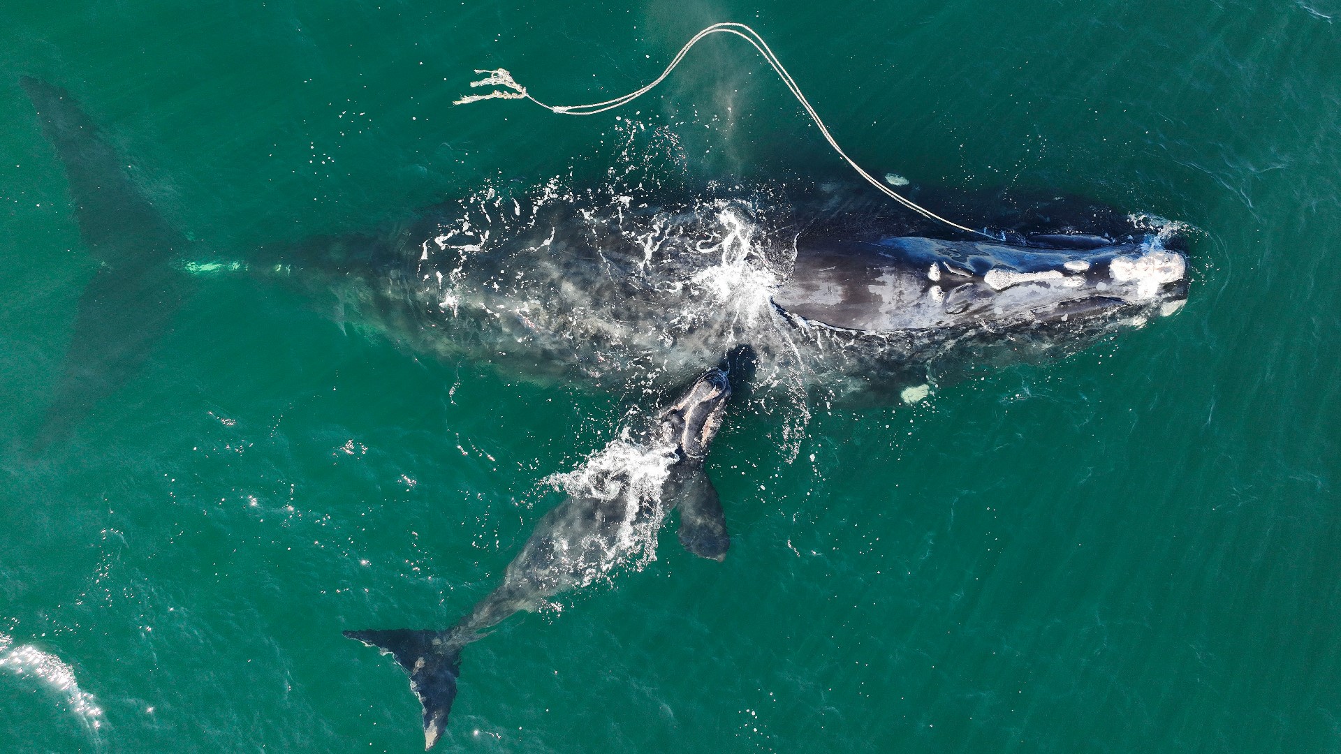 Conservationists attribute the right whales’ continued survival to the U.S. Endangered Species Act that came into force half a century ago.