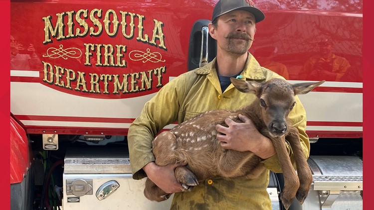 Firefighters rescue 'Cinder' the elk calf from New Mexico fire's ashes