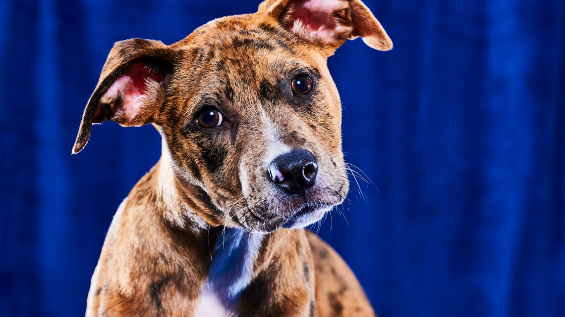 Puppy Bowl 2023 lineup: Meet the adoptable dogs in the game