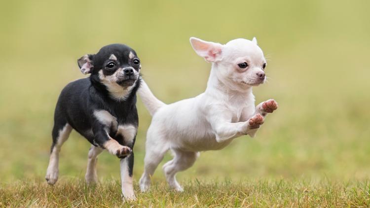 Your tiny chihuahua may have a little coyote DNA in its family tree