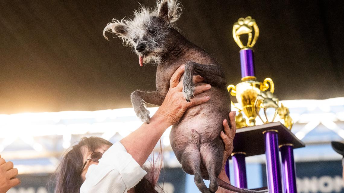 2023 World S Ugliest Dog Competition Winner Scooter Wins Weareiowa Com   A416da8d 5e3c 4c8e 8d9f 03df538d927d 1140x641 