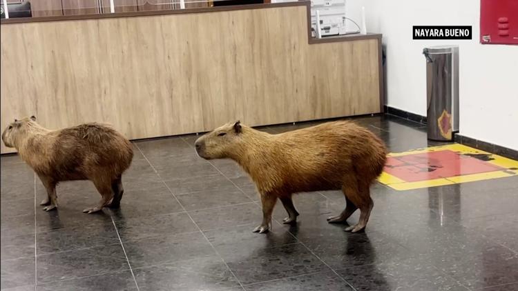 WATCH: Capybaras keep their chill while crashing Brazilian legislature — WFAA