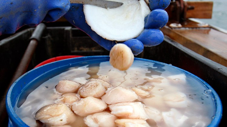America's scallop harvest projected to decline again, lowest since 2014