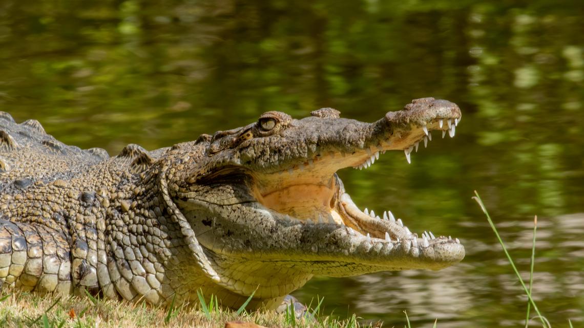 Man arrested after 3-year-old ends up in zoo crocodile enclosure in UK