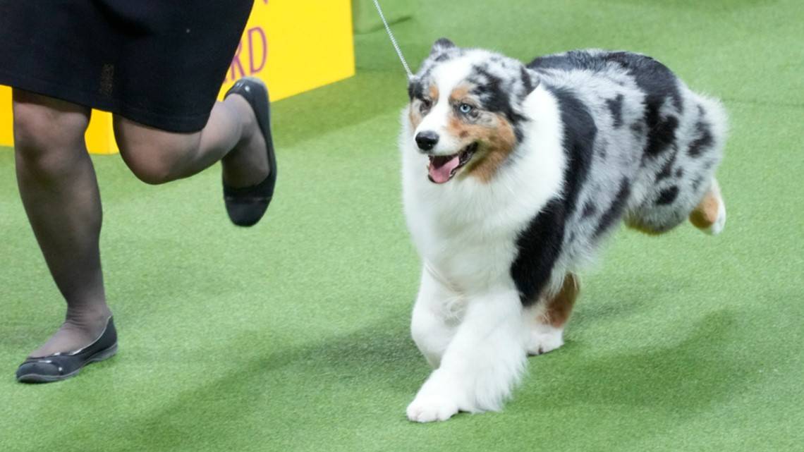 Westminster Kennel Club dog show: See pics - Vimarsana News