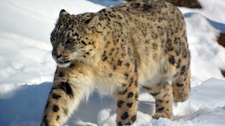 Nebraska zoo: Snow leopards dead from COVID-19 complications