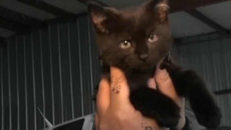 Pilots fly kitten with twisted legs to Kansas for treatment