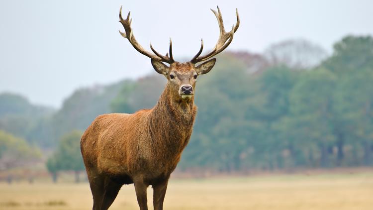 Maryland hunter charged in fatal shooting of woman who he allegedly mistook for a deer