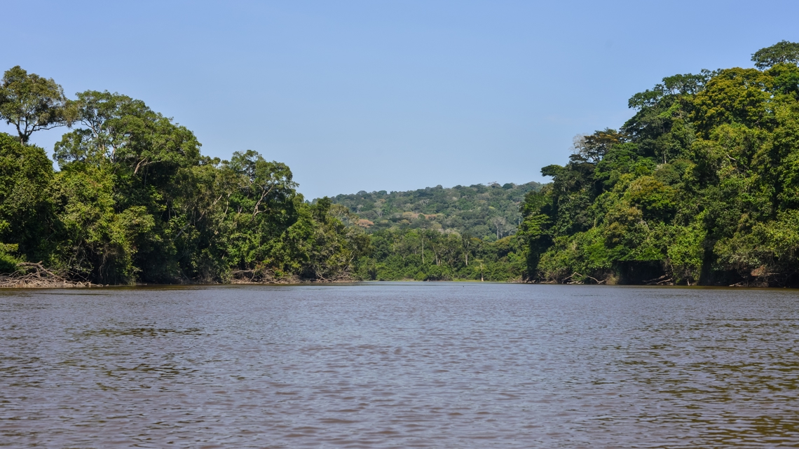 Scientists discover new species of African monkey in Congo rainforest