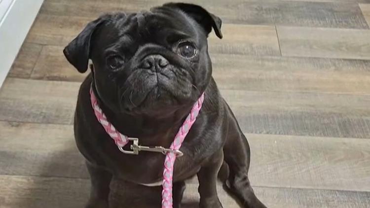 Georgia family claims vet employee took 4-year-old pug home after they paid to have dog euthanized