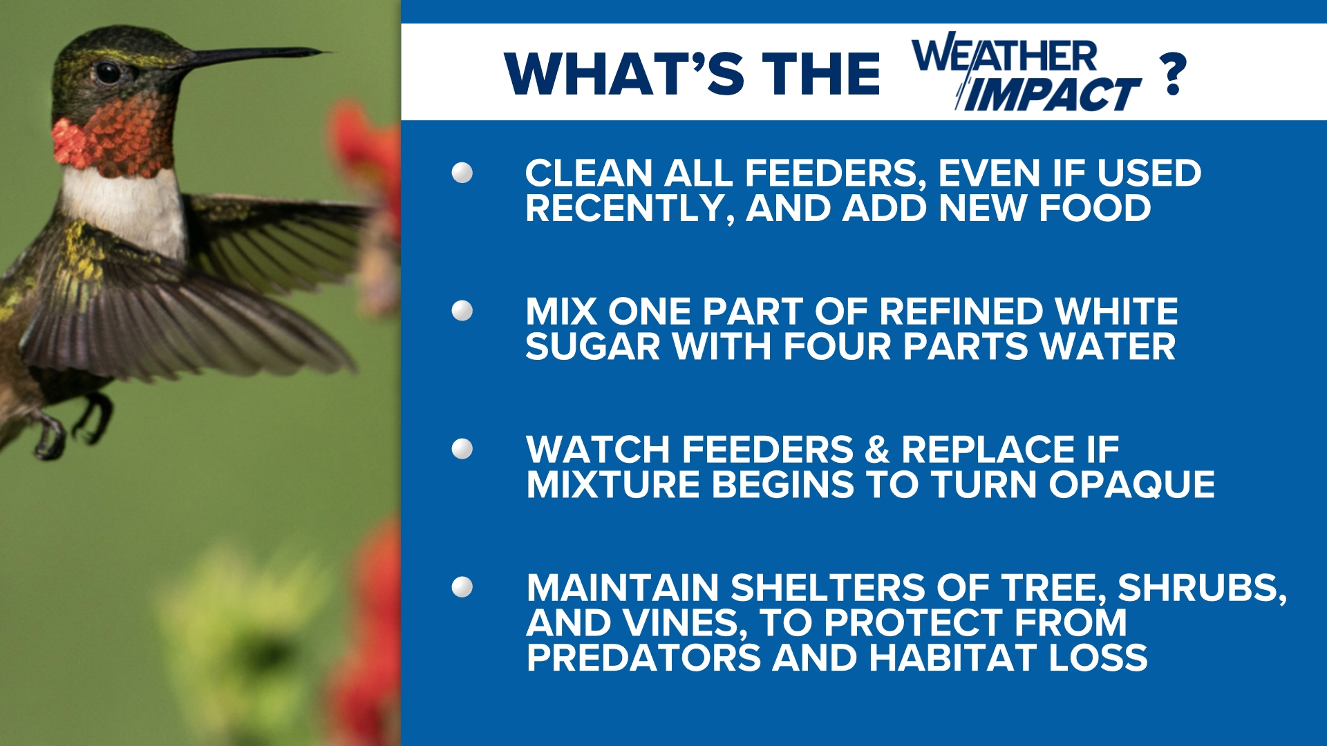 Hummingbirds are coming through Alabama this fall. Here’s how you can ...