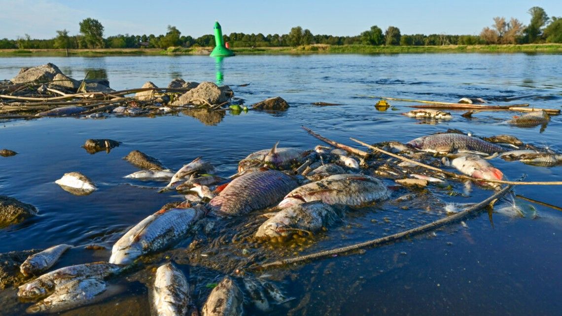 Chemical Waste Poisoned Oder River In Poland, Officials Say | Fox43.com