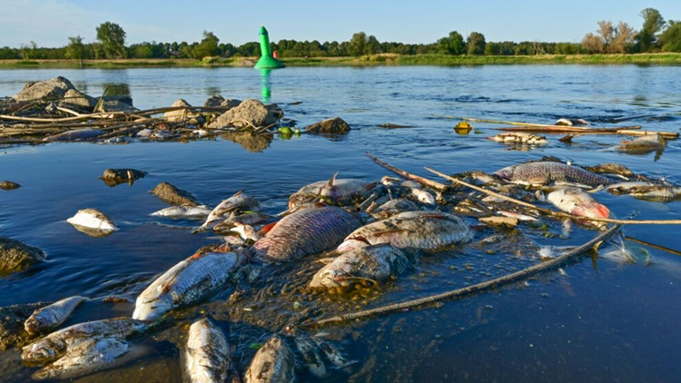 'Gigantic and outrageous ecological catastrophe': Chemical waste poisons fish in Poland river
