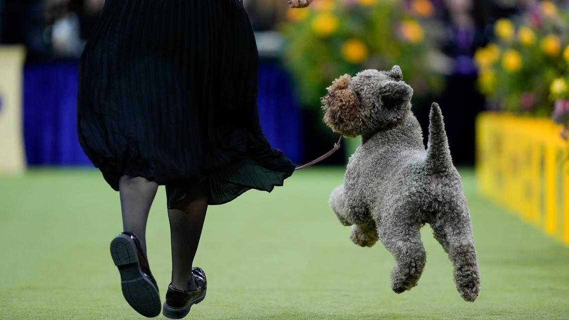 A Lagotto Romagnolo named "Boardwalk Here Comes the Sun" competes in the sporting group of the 150th Westminster Kennel Club Dog Show, Feb. 3, 2026.