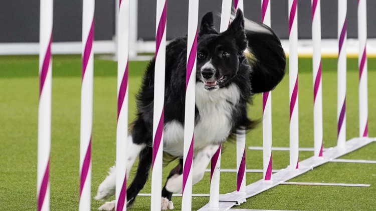 Border collie Verb wins 2nd agility title at unique Westminster