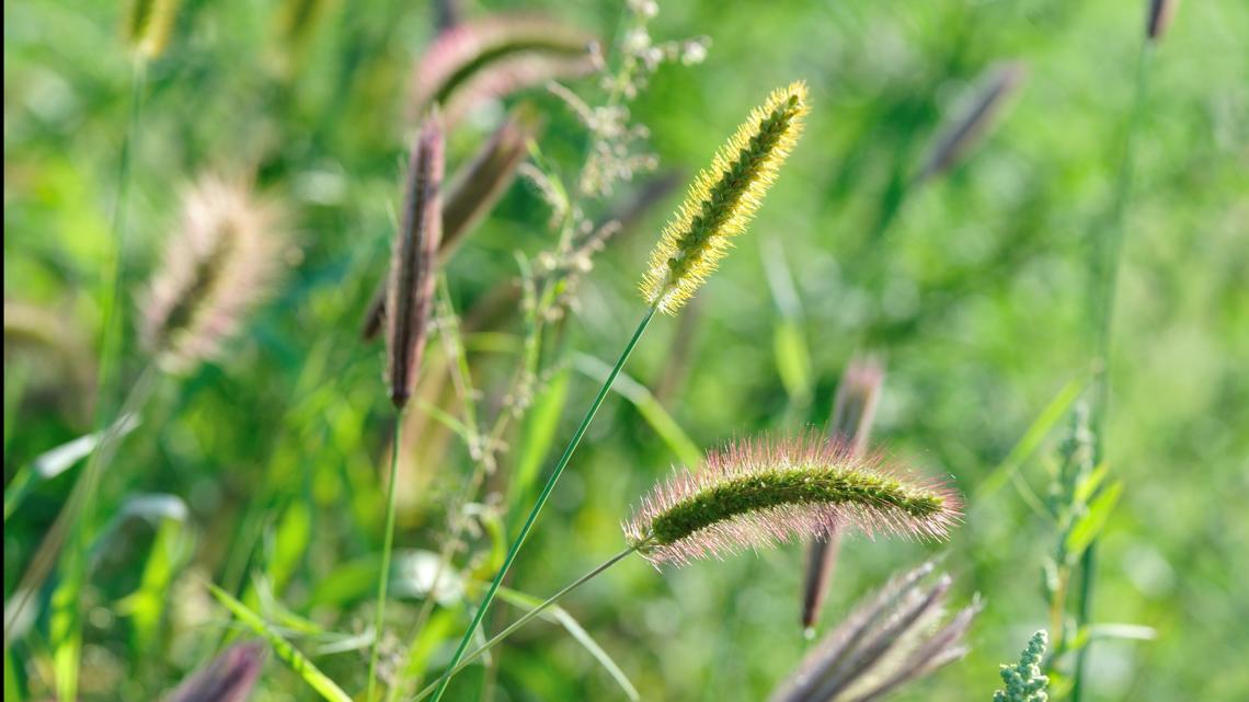 What are foxtails? How to protect your pets this summer | wnep.com