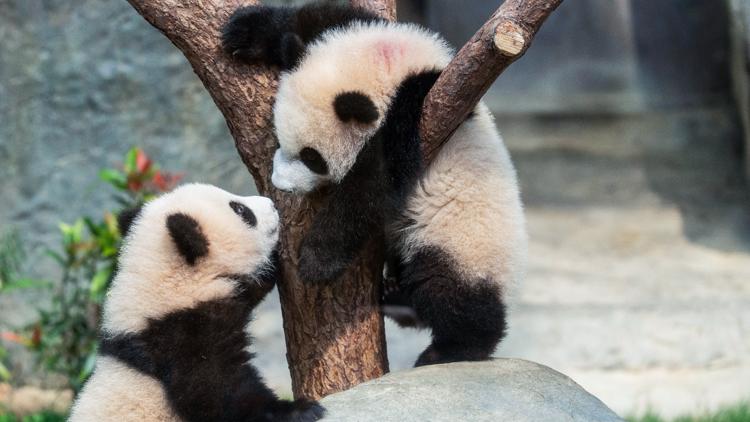 Hong Kong residents compete to name twin panda cubs who just turned 6 months old