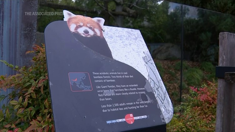 Red panda found in fig tree after escaping Australian zoo