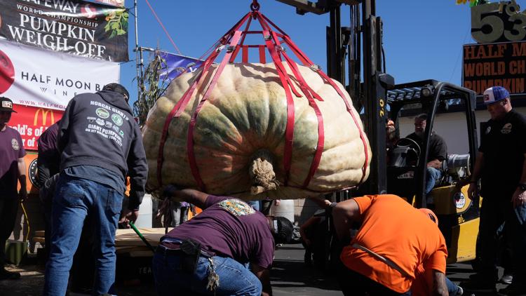 A massive 2,389-pound pumpkin named Rocky has won the annual pumpkin-weighing contest in Northern California