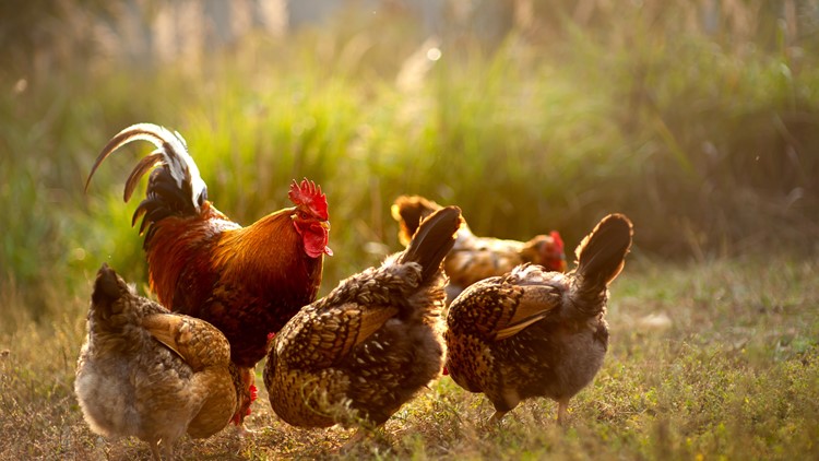New, stricter poultry standard could become practice in US