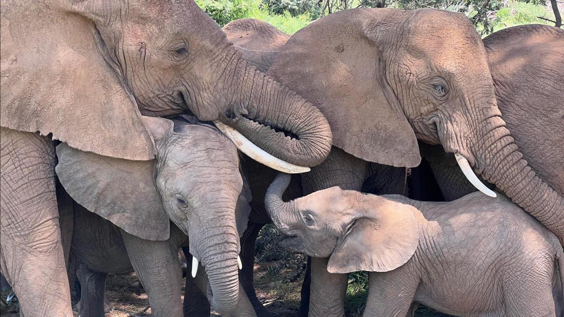 Study: African elephants call each other by unique names - Vimarsana News