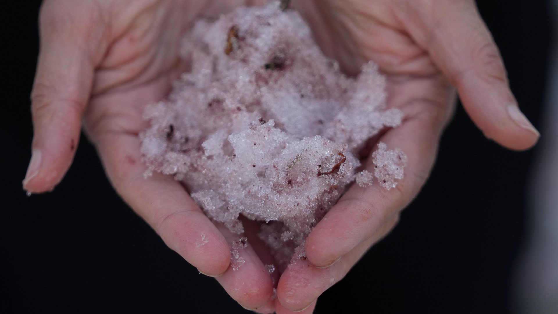 Patches of pinkish snow in parts of the Utah mountains that some call “watermelon snow” are attracting curious photo-seekers this summer.