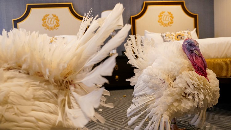 Biden is spending his 81st birthday honoring White House tradition of pardoning Thanksgiving turkeys