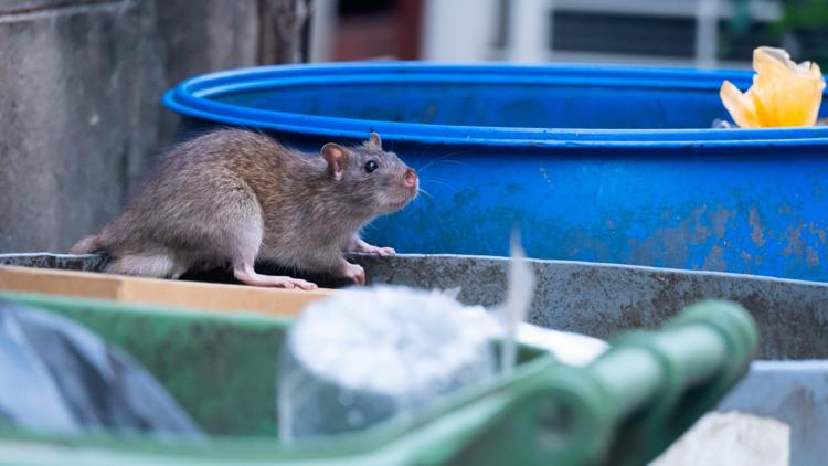 Orkin Reveals Its 2026 Ranking of the Rattiest U.S. Cities