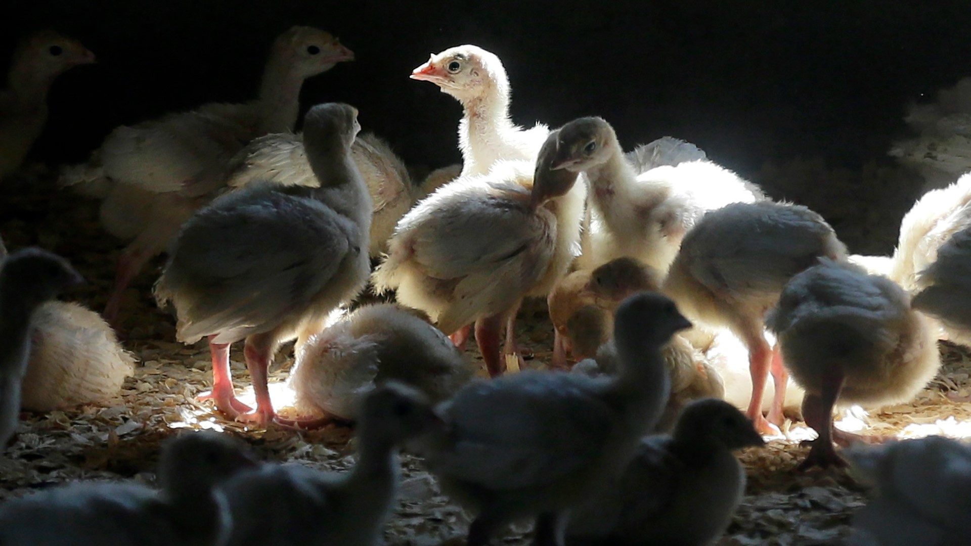 Iowa confirms 1st bird flu case of 2025