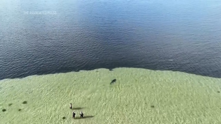 'My heart’s pounding': Australian tourist shares tense moments during great white shark rescue