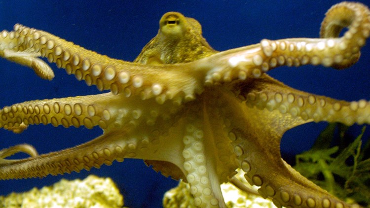 Scientists find oldest known octopus lived before dinosaurs