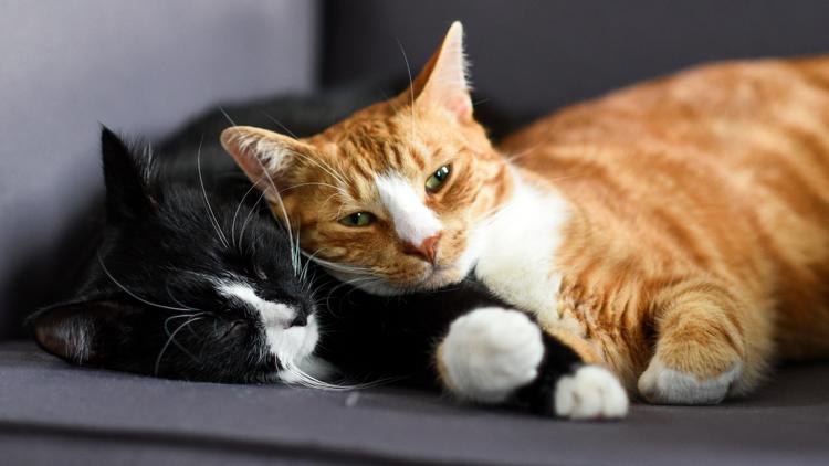 It's National Cat Day! Here are 10 fun facts about the felines