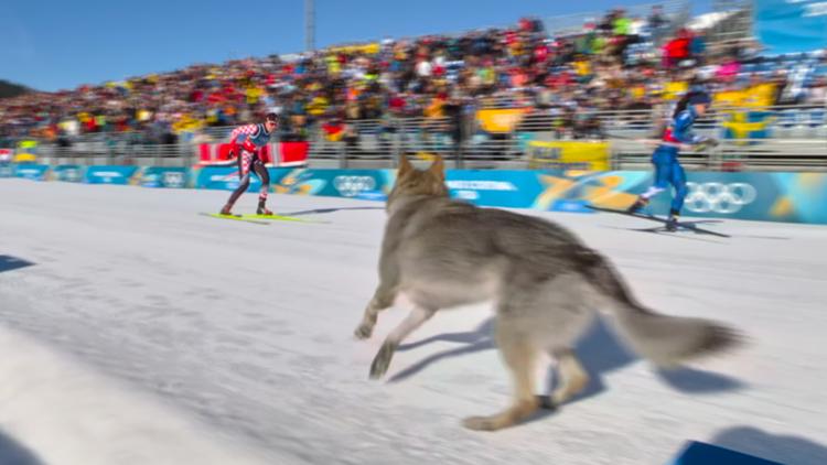 Dog's surprise Olympic debut at cross-country ski course results in epic photo finish