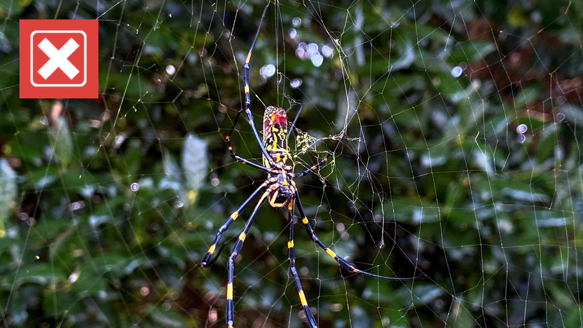 Black and yellow Joro spiders naturally shy, harmless, UGA