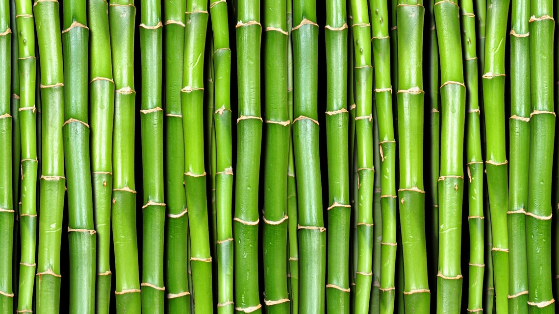 Walmart, Kohl's settle over 'ecofriendly bamboo' rayon products