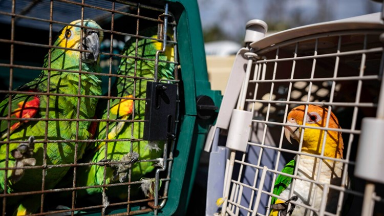 数百只稀有鸟类从被飓风伊恩切断的岛屿上获救