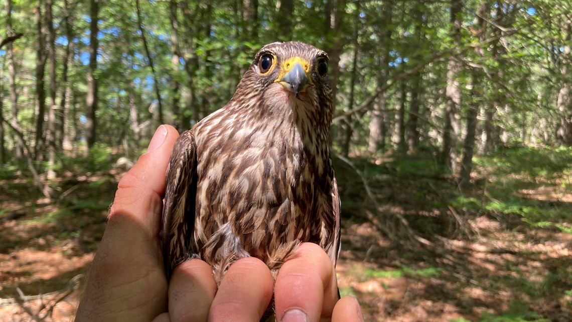 How threatened species can endanger others, and what science says - Vimarsana News