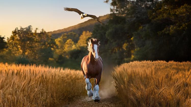 Budweiser Super Bowl commercial unites Clydesdales with a bald eagle