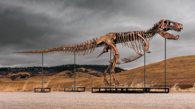 Mystery bidder buys T. rex nicknamed 'Gus' for record $50 million