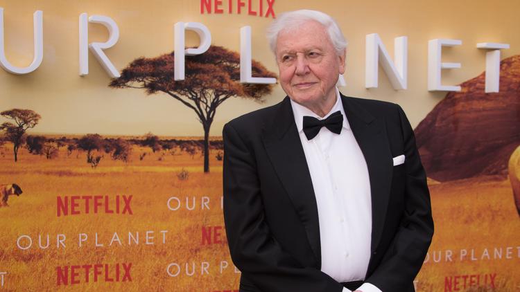 Tiny parasitic wasp named after David Attenborough is his 100th birthday present