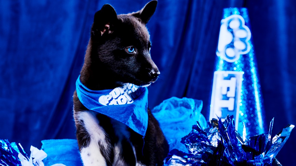 Do it: Vote for Josh Allenhound in the Puppy Bowl