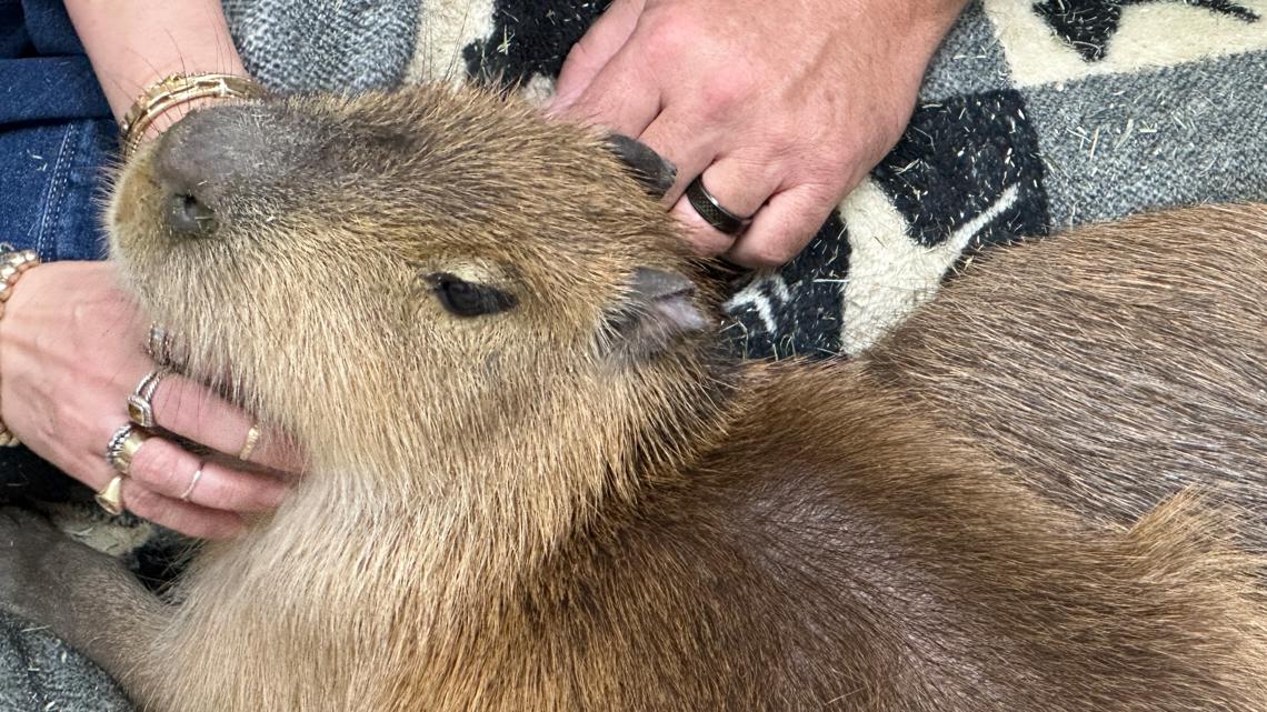 Capybara Cafe in Florida gives visitors a chance to cuddle with