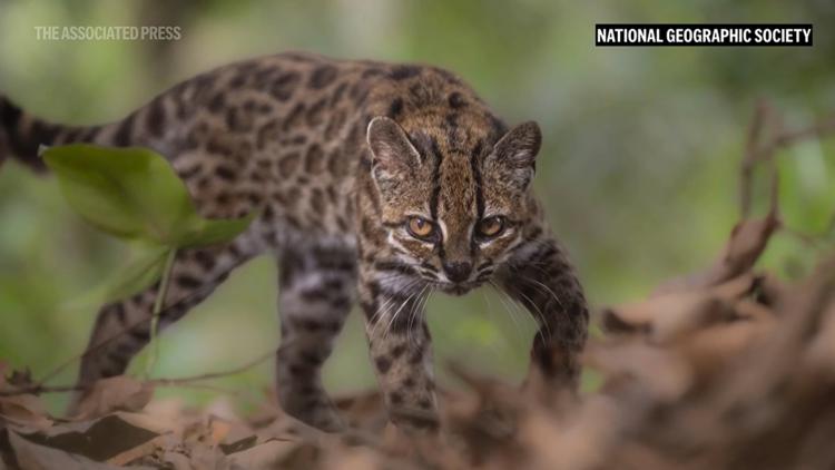 Meet Earth’s newest wild cat species, the first named in over a century