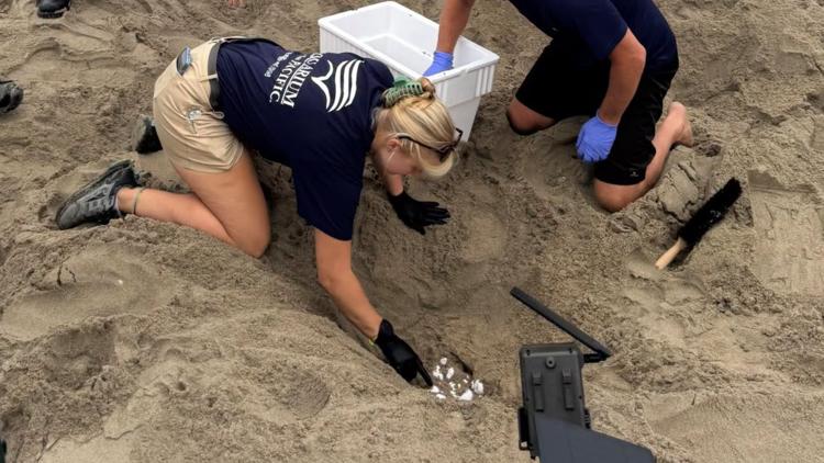 Rare sea turtle eggs found in Southern California removed from beaches ahead of Hurricane Polo