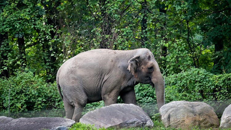 Masa depan gajah penangkaran diragukan untuk kebun binatang AS