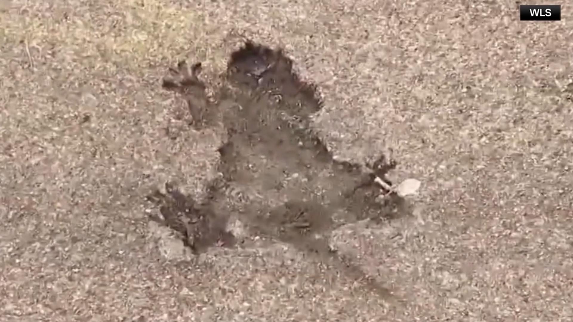 Tom　鴉　深瀬昌久　Rat Hole Gallery Tom 鴉 深瀬昌久 Rat Hole Gallery Rat Hole Gallery - Publisher